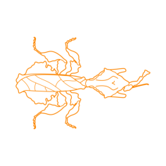 Animals Insects Ghost Mantis Outline Svg File, Free Vectors File